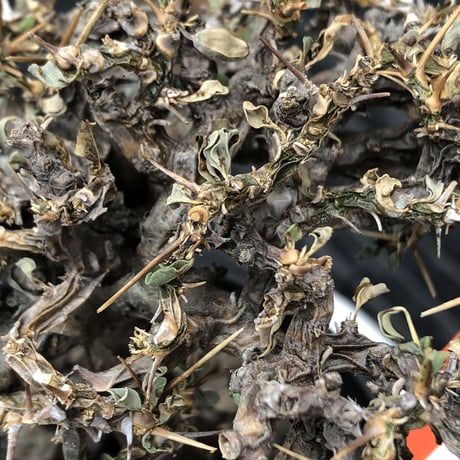 sarcocaulon  vanderietiae《大きめM size》※現地球発根後店主国内管理3年株※希少春秋型種‼︎良樹形な幹上がり仕立ての一株※mad black pot植え