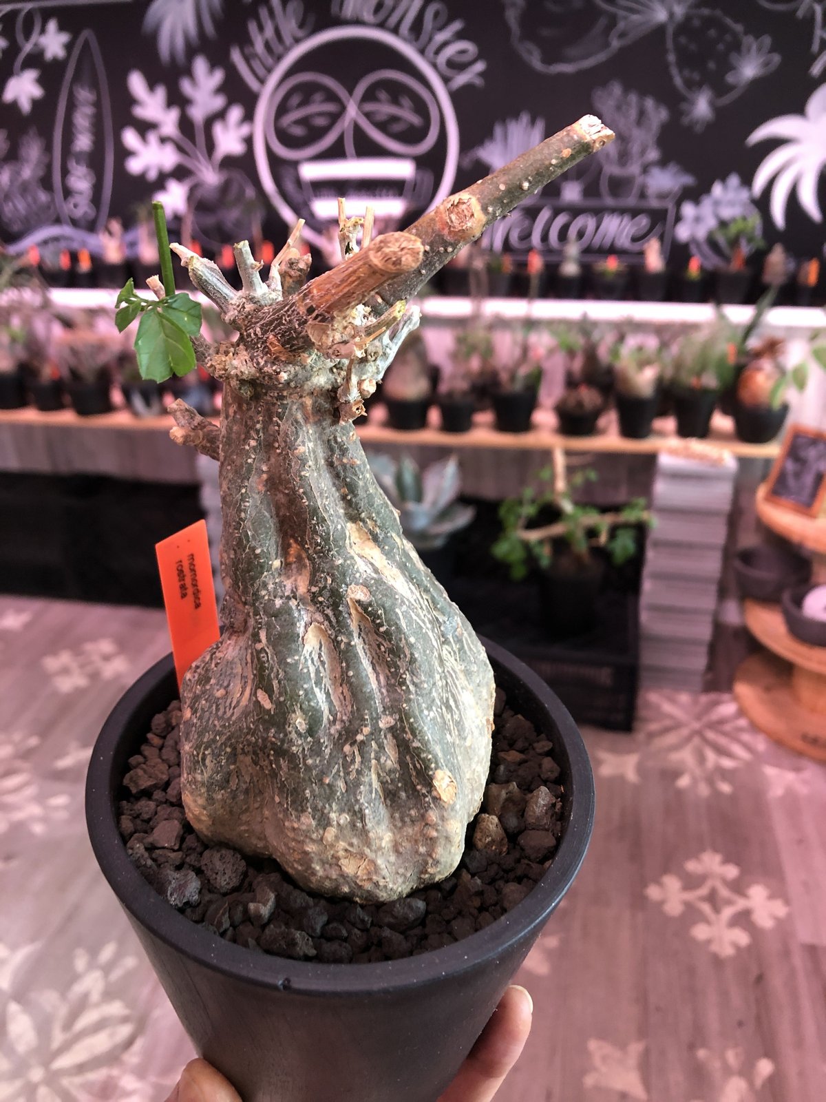 momordica rostrata《大きめS size》※ロストラータらしい装いのままミ