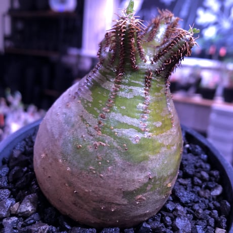 packypodium  gracilius《M size》green肌‼︎驚愕低重心※現地球発根済株※店主国内管理3年株※極短枝で愛くるしいcolorに極ぼってり樹形※mad black pot植え