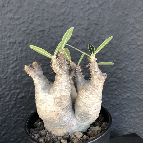 packypodium  roslatum var.cactipes《M  size》