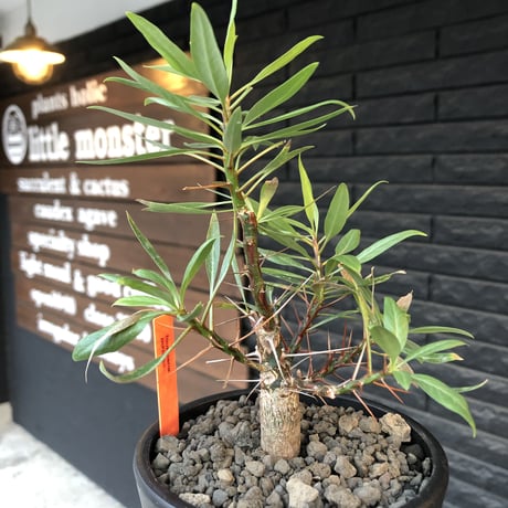 fouquieriapurpusii | STORES fouquieriapurpusii | STORES