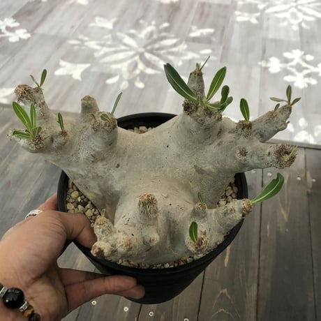 packypodium   inopinatum《L size》発根済み株