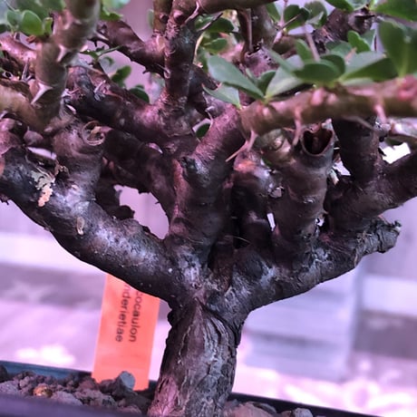 sarcocaulon  vanderietiae《L size》※サルコカウロン 希少夏型  mad  black  pot植え ※店主管理国内４年株