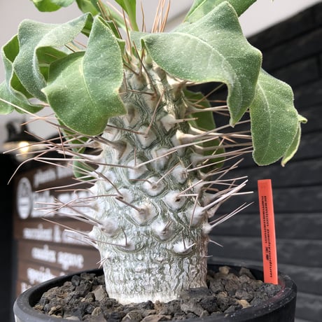 pachypodium namaquanum 光堂《大きめL size》littmon seed🌱※中々見かけないはずのサイズ感と美しい極白肌が堪らない一株※mad black pot植え