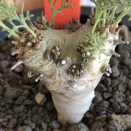 sarcocaulon peniculinum《大きめS size》激希少種※現地球発根後店主国内管理5年株※堪らないほど極白の美しい一株※mad black pot植え