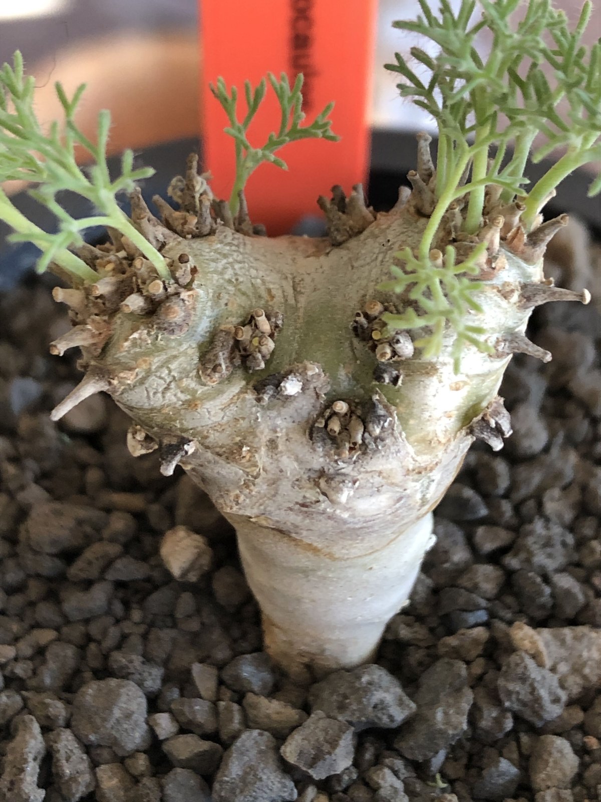 sarcocaulon peniculinum《大きめS size》激希少種※現地球発根後店主