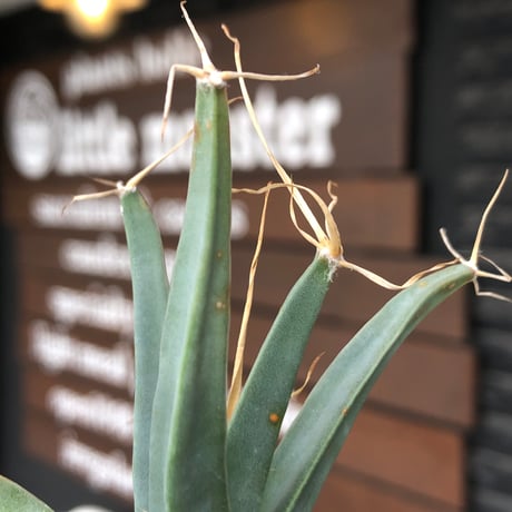 leuchtenbergia  principis 晃山《S size》※現地球株発根済※小振りながらも味深く強靭で育てやすい一属一種の有望株※black bowl pot植え