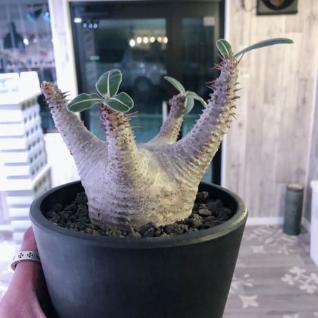 packypodium  makayense《M size》