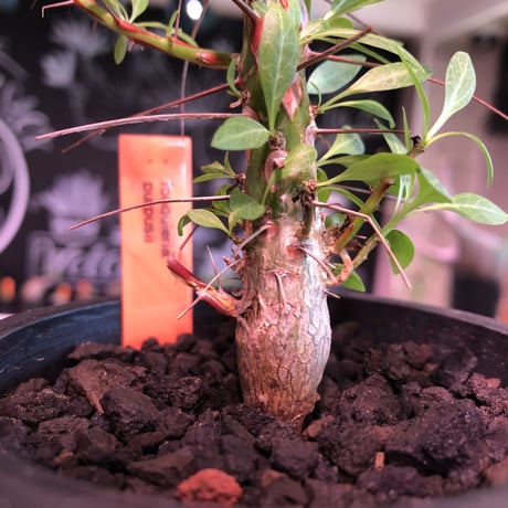 fouquieria  purpusii《M size》 ※希少株 ※mad  black  pot植え