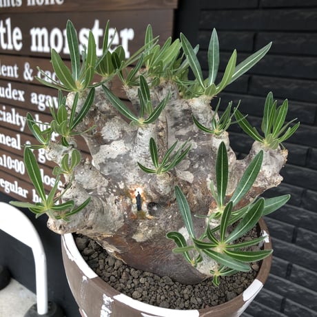 pachypodium brevicalyx 《XL size》※現地球株発根済※bigサイズ‼︎低重心半端なき枝振りも堪らない※brown marble bowl pot植え