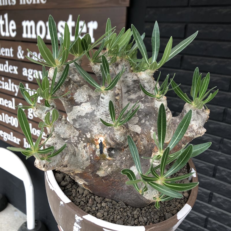 パキポディウムブレビカリックス　現地球　発根済　美株　白肌 パキポディウム ブレビカリックス 発根済 美株 大きめ - メルカリ