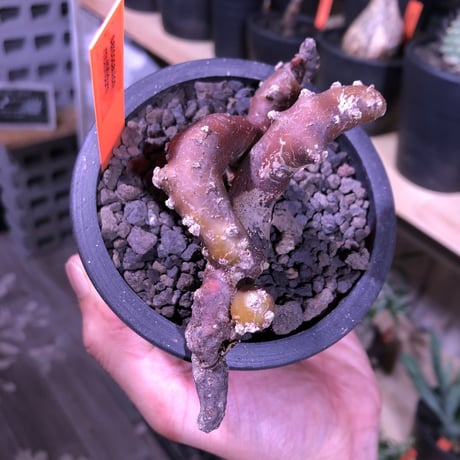sarcocaulon   multifidum《M size》※枝ぶりbalance良き冬の人気者※mad  black  pot植え