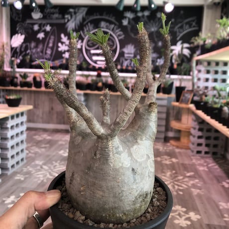 packypodium  gracilius  《L size》 ※Instagram post株   mad black pot植え  ※店主国内5年管理株 （限定1株）