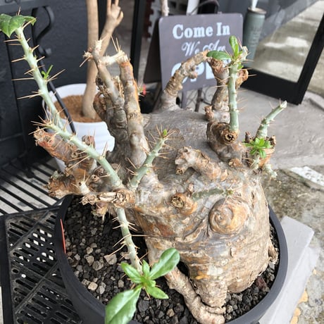 packypodium  saundersii《XL  size》現地球発根済株※店主国内管理6年株※big monster‼️年代物wild木質化驚愕株‼︎※mad black bowl pot植え