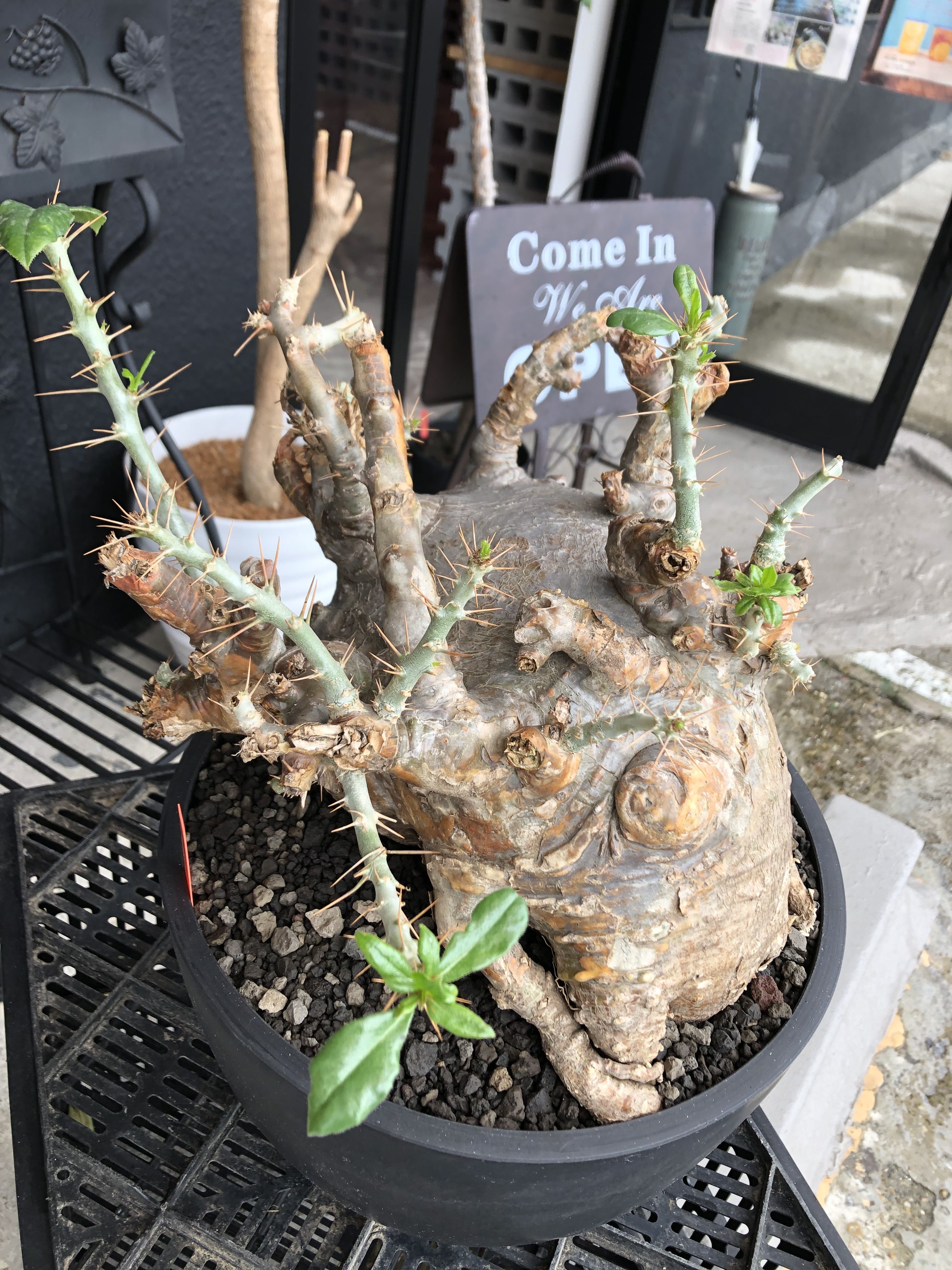 packypodium saundersii《XL size》現地球発根済株※店主国内管理