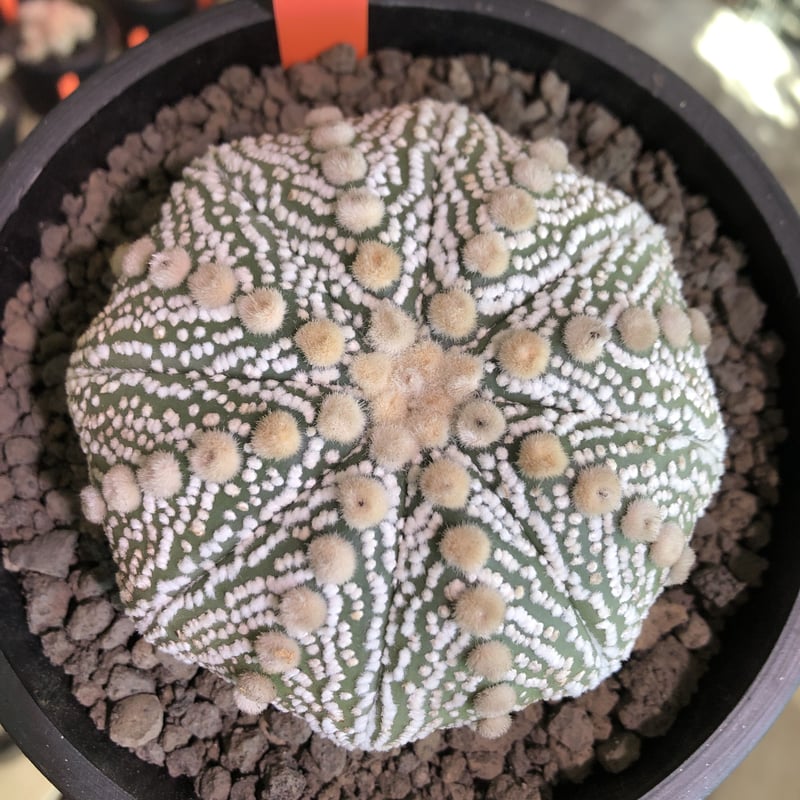 SEEDまとめ売り⑧ 抜き苗 レッドフィンガー XJB519×40株 ふっくら 多肉植物