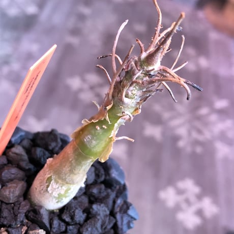 sesamothamnus rivae《大きめS size》※現地球発根済株※店主国内管理2年株※小振り現地球株は逆に珍しく小さくても表皮のメクれがwildで堪らない一株‼︎※陶器鉢植え