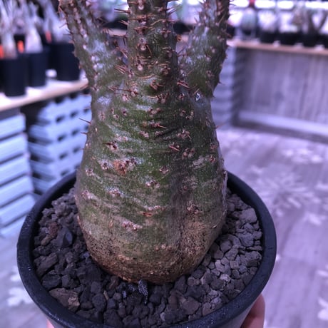 packypodium  gracilius《M  size》※現地球発根済株‼︎※短枝の為、丈も短くぼってり樹形な上、激希少‼︎グリーン肌な激レア株‼︎※mad black pot植え