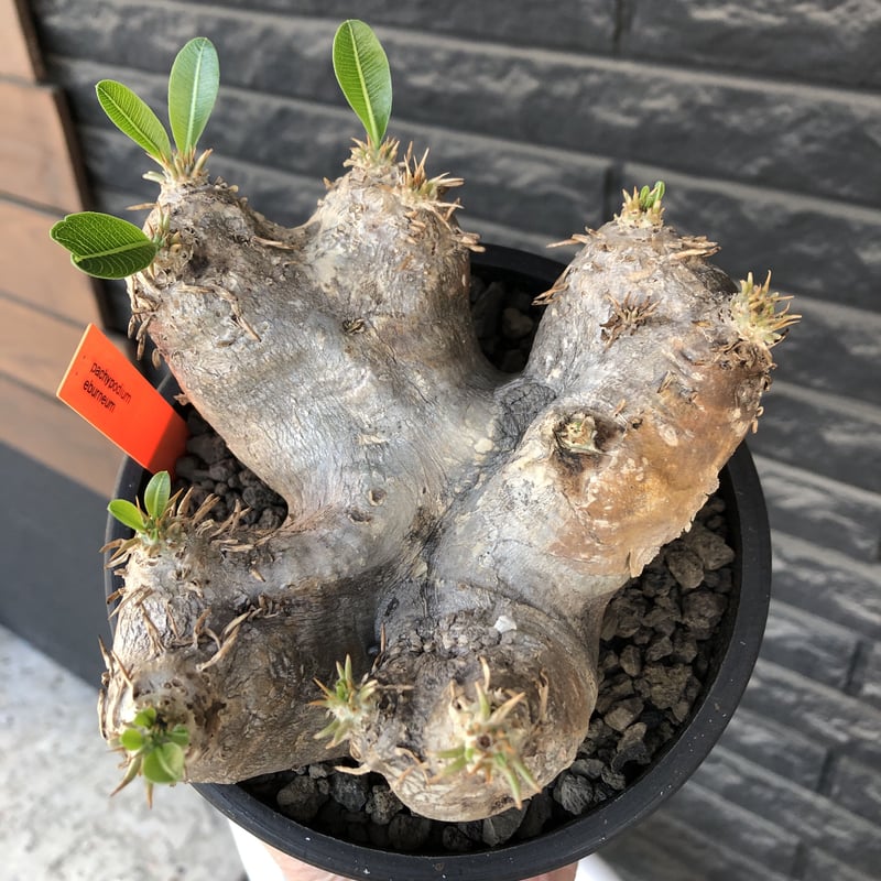 pachypodium eburneum《L size》※現地球発根後店主国内管理4年株