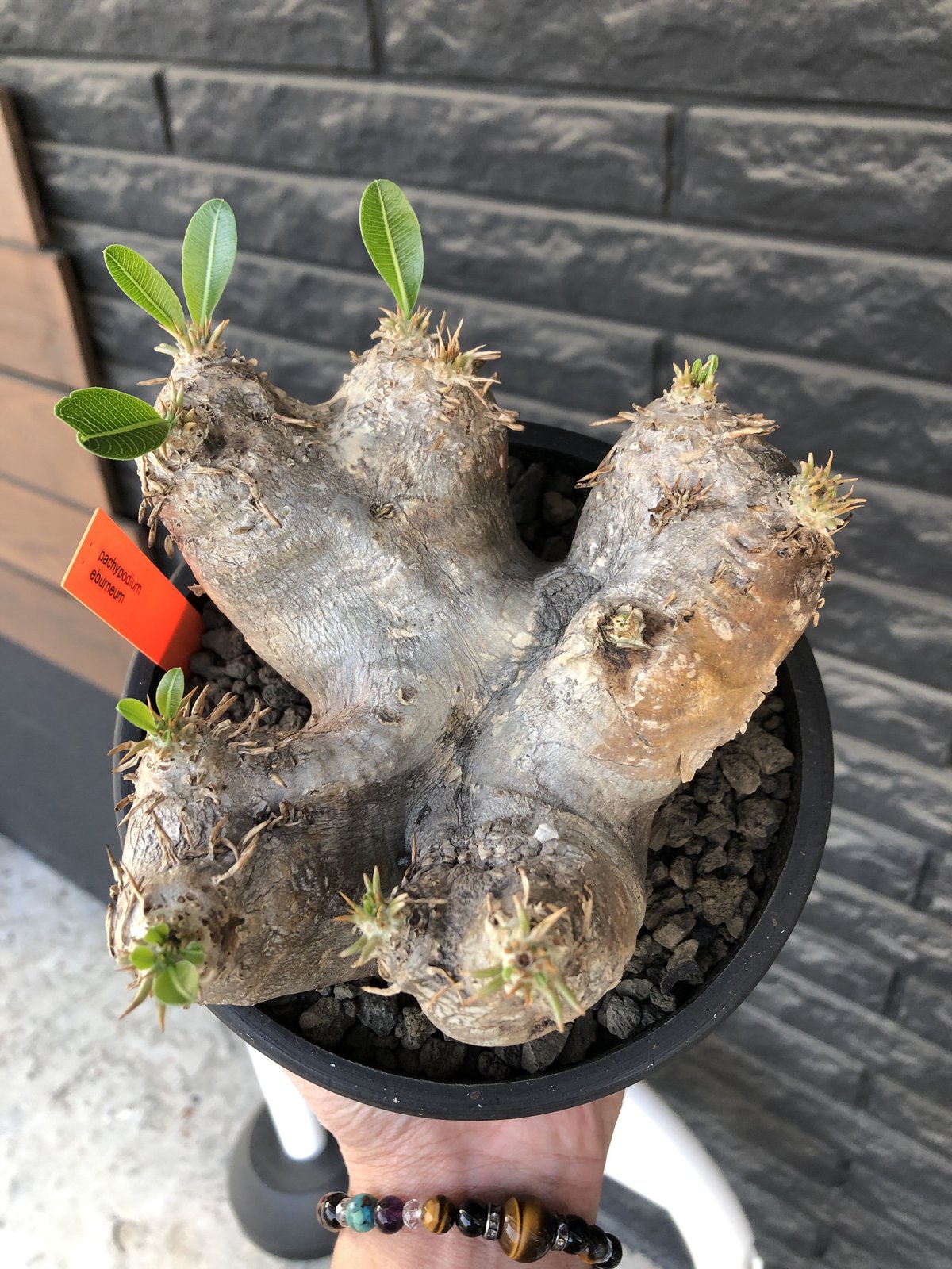 エブレネウム　現地球　良型　サボテンオークション　コレクション株 エブレネウム 現地球 良型 サボテンオークション コレクション株