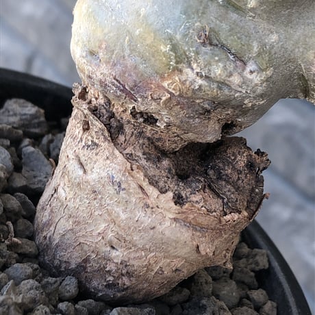 pelargonium carnosum《L size》極太幹&エグレ株※現地球発根後店主国内管理6年株※極太幹且つボコボコ感が大変wildな冬型種‼︎※mad black pot植え