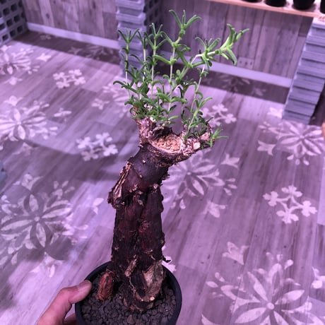 mestoklema   tuberosum《L  size》※冬季も成長開花する潅木‼︎肌質、表皮、color出で立ちヤバい一株‼︎※mad black pot植え