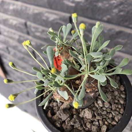 othonna  euphorbioides《M size》※現地球発根後店主国内管理3年株※株元は太く綺麗目肌の持ち主‼︎※mad black pot植え