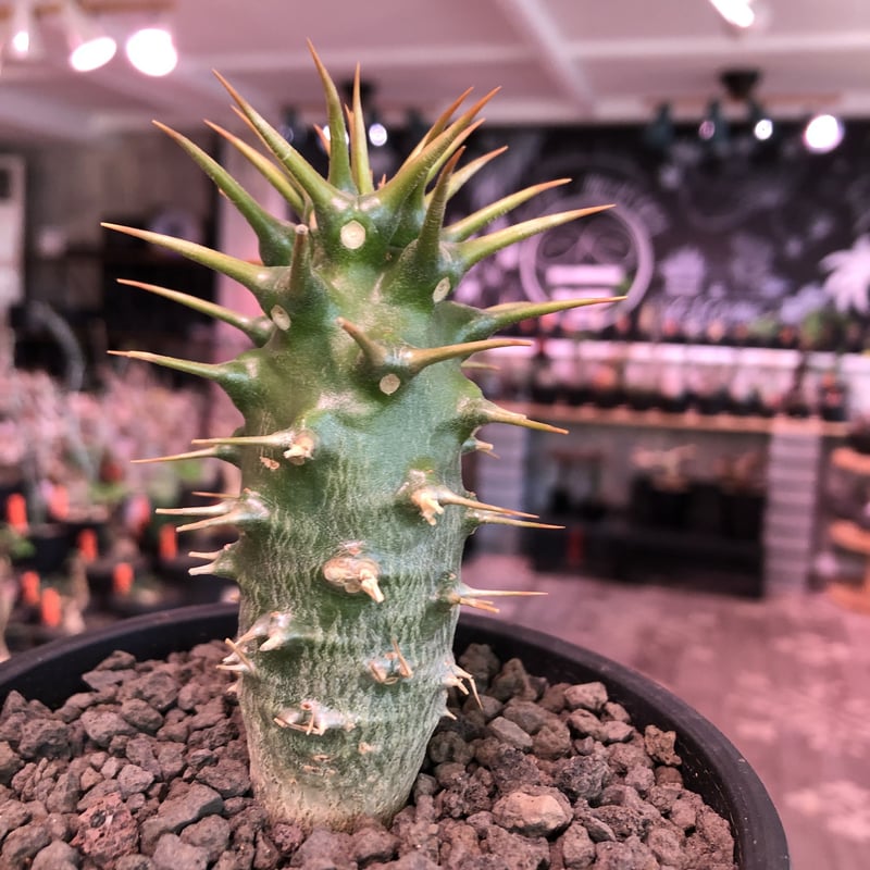 packypodium ambongense littmon seed🌱《M size》 packypodium ambongense littmon seed🌱《M size》