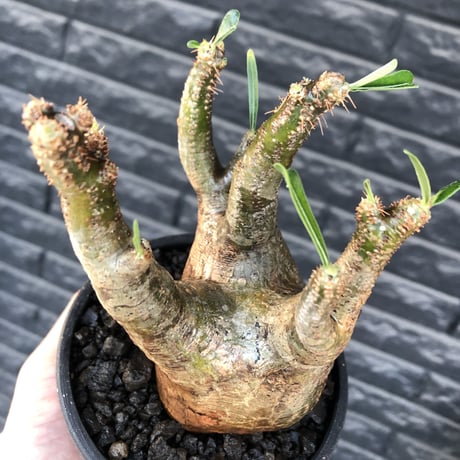 pachypodium gracilius《M size》一部希少green肌&良枝振り株※現地球発根後店主国内管理4年株※ぼってり樹形&良枝振りの良樹形※mad black bowl pot植え