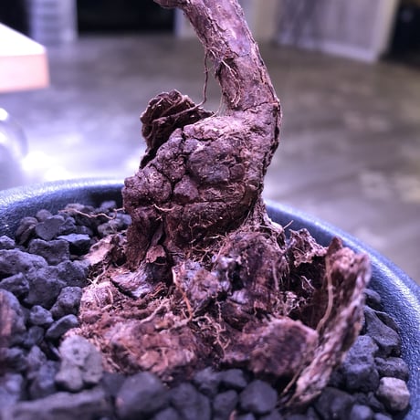pelargonium  triste《M size》※大変生命力を感じる朽ちくした株裏の樹形‼︎※mad black pot植え