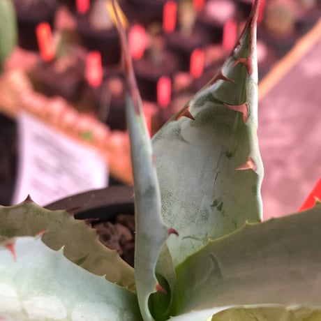 agave zebra《M size》※現地球株発根済※ゼブラ縞模様が美しい良きサイズ感な人気者※black pot植え