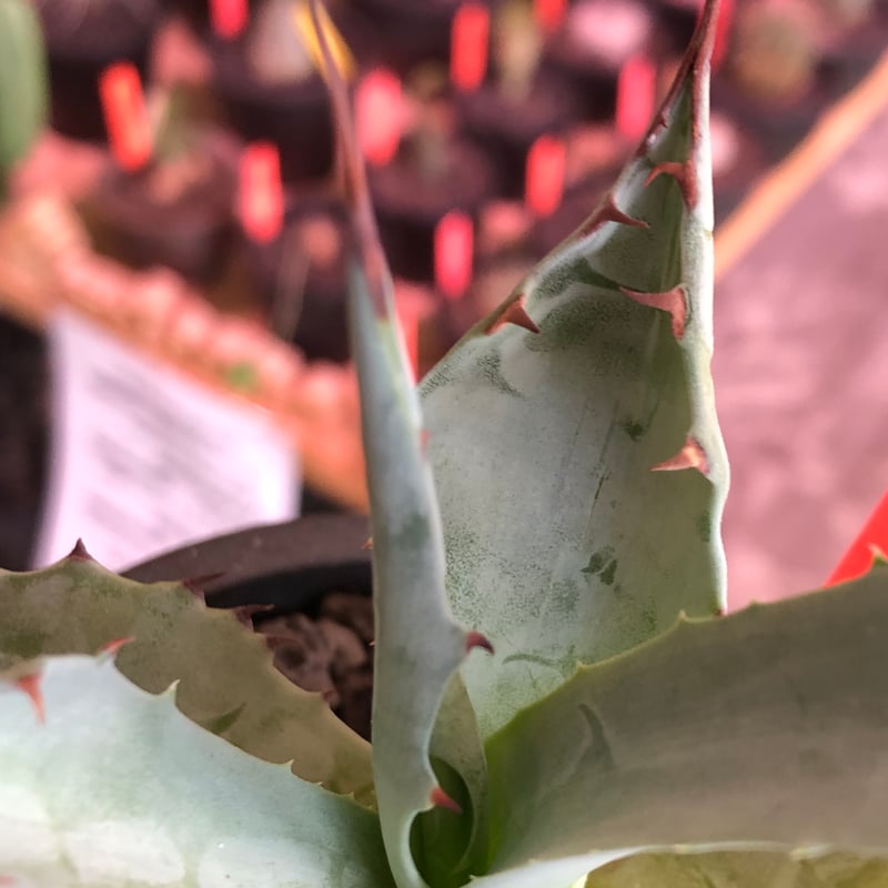 アガベhyb ポタトラム×ゼブラ アガベ ゼブラ Agave zebra これも長いこと地味にずっと調子