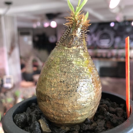 pachypodium  gracilius《大きめS size》まん丸樹形green肌※現地球発根済株※店主国内管理2年株※360度まん丸樹形の堪らなく可愛い一株※mad black pot植え