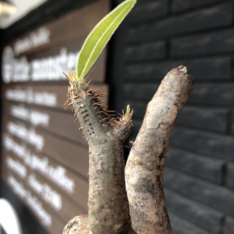 pachypodium gracilius《小さめM size》※現地球発根後店主国内管理3年株※大変ぼってり感強き樹形に霜降り斑点柄が可愛い一株※mad black pot植え