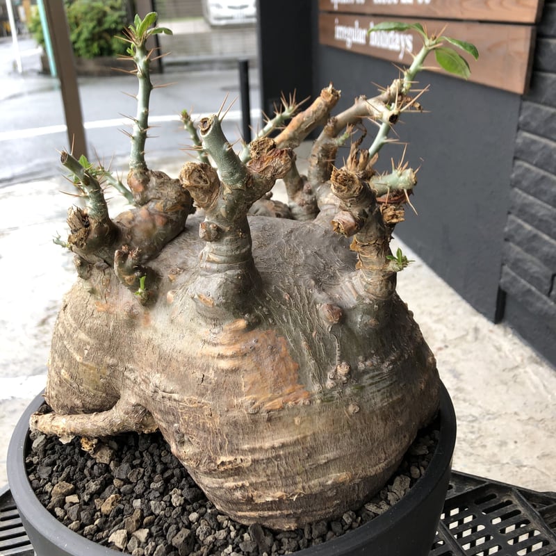 packypodium saundersii《XL size》現地球発根済株※店主国内管理