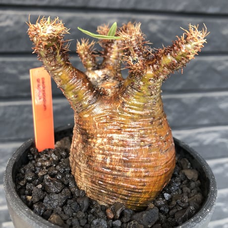 packypodium  gracilius《小さめM size》極現地焼け＆錆肌※現地球発根済株※店主国内管理3年株※枝振りも良く短枝樹形のぼってり良樹形な一株※mad black pot植え