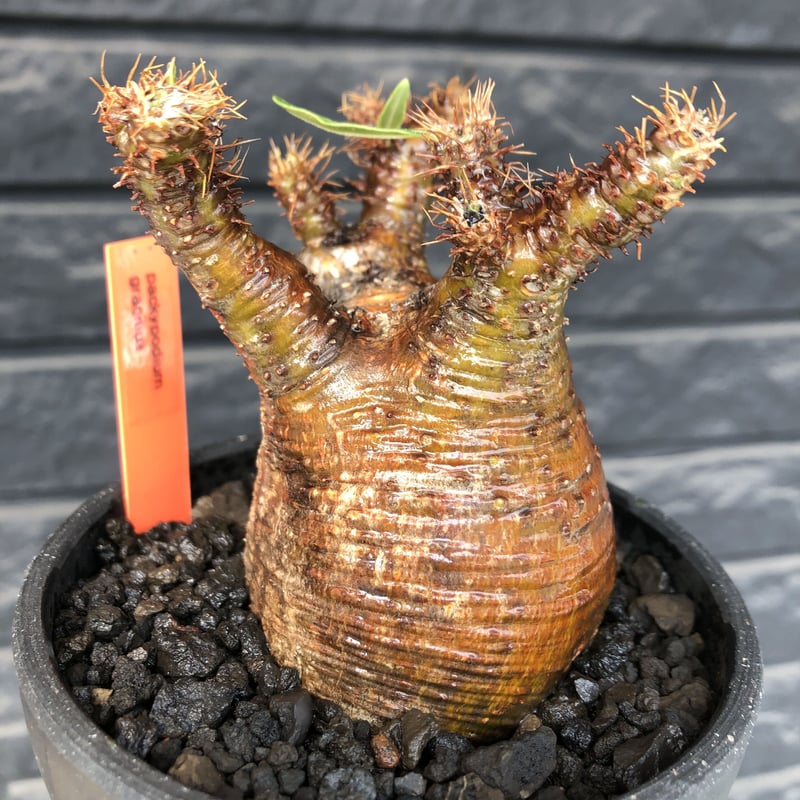 packypodium gracilius《小さめM size》極現地焼け＆錆肌※現地球発根