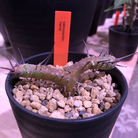 サルコカウロンヘレー | STORES