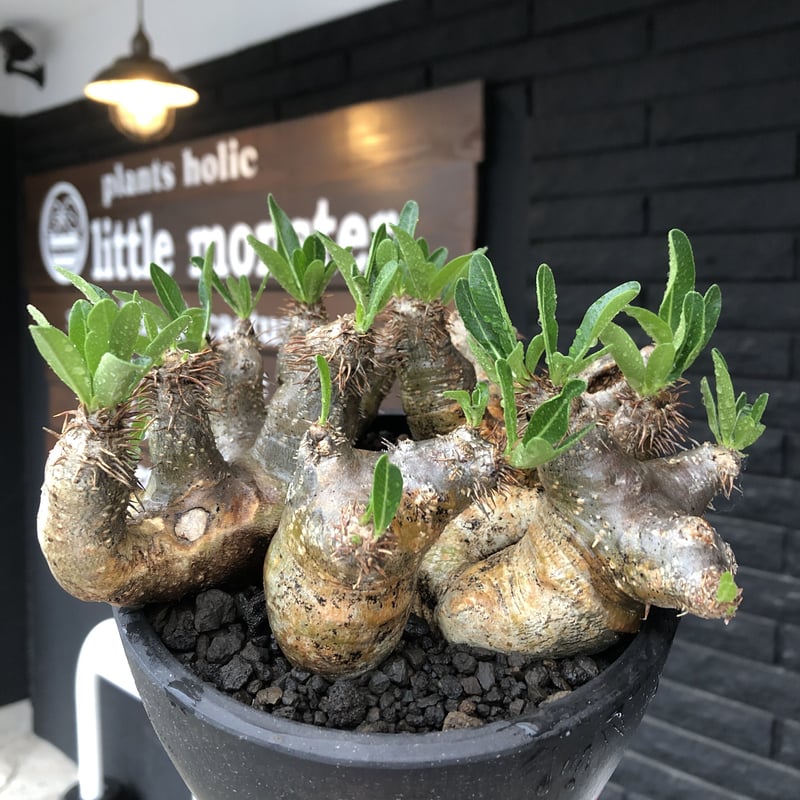 pachypodium brevicalyx《L size》※現地球発根後店主国内管理5年株※...