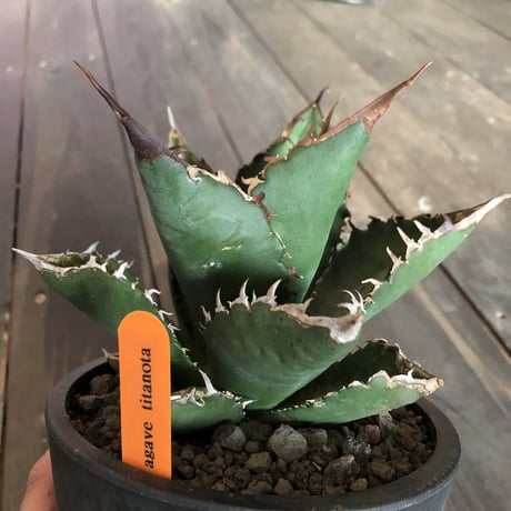 agave   titanota《M size》