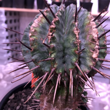 euphorbia    horrida《M size》発根済み株‼︎　from  Europa産‼︎