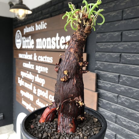 mestoklema  tuberosum《L size》※現地球発根後店主国内管理4年株※味深き朽ちくメクれ&より赤肌強き極太株元‼︎冬季も動く唯一無二な希少灌木※mad black pot植え