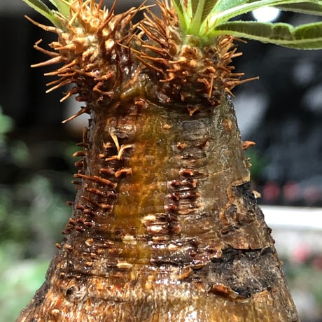 pachypodium gracilius《大きめS size》※現地球株発根済※激希少green＆red2色持ちに現地焼けも相まったサイズ感以上の存在感※black bowl pot植え