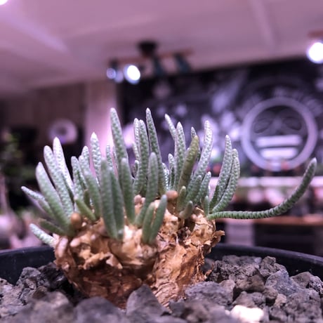 avonia   alstonii《大きめM size》※大きめ塊根の葉のしなやかさと愛くるしさ満点な堪らない冬の人気者‼︎※ mad black pot植え