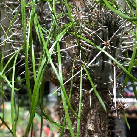 didierea madagascariensis《LL size》※現地球極太大株発根済※古木感強く垂れ下がる涼しげな葉と棘のコントラストが堪らない※brown marble bowl pot植え