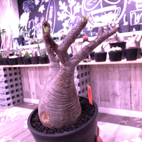 packypodium  gracilius《L  size》※現地球発根済株‼︎ ※現地球らしい傷を持ち、どっしり構えの短枝二頭枝グラキ※mad black pot植え