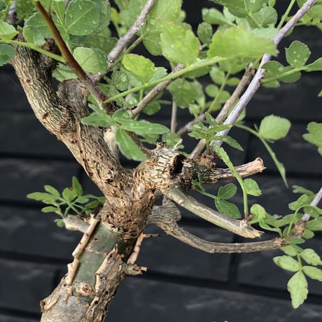 bursera  fagaroides《L size》※現地球発根後店主管理6年株※成熟しメクれ上がった表皮＆weight低くぼってり株元を作り込んだ渾身の一株※mad black pot植え