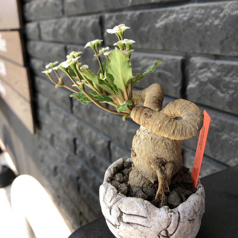 euphorbia fishbone《 M size》※現地球発根済株※発根後店主国内管理3