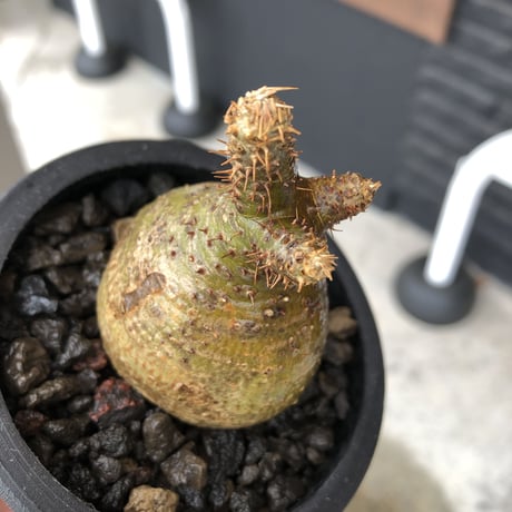 pachypodium gracilius《S size》希少green肌&まん丸球体株※現地球発根後店主国内管理1年株※まん丸且つ極めて短枝のかわいすぎる一株※mad black pot植え