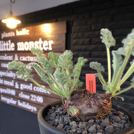 pelargonium  appendiclatum《大きめM size》※店主個人株‼︎現地球発根済株※実生株しかまず出回る事のない激希少‼︎更にW-he'd‼︎🤩※mad black pot植え